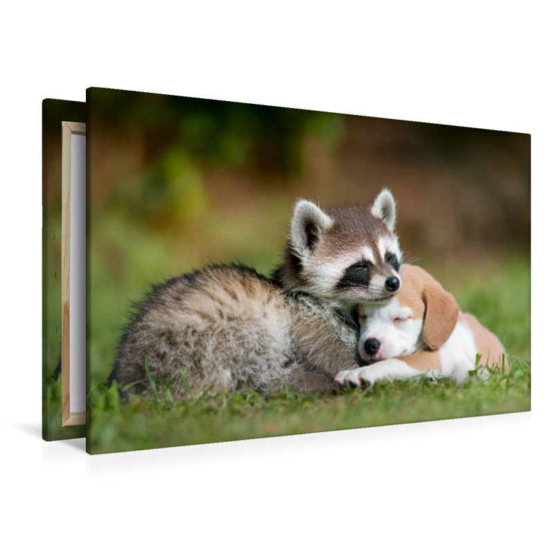 Waschbär und Welpe - Freundschaft kennt keine Grenzen