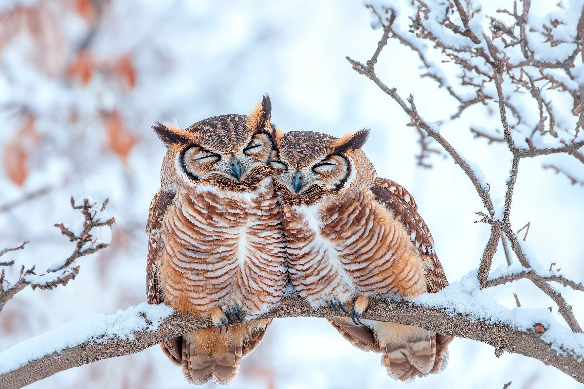 Eulenpaar im Schneewald