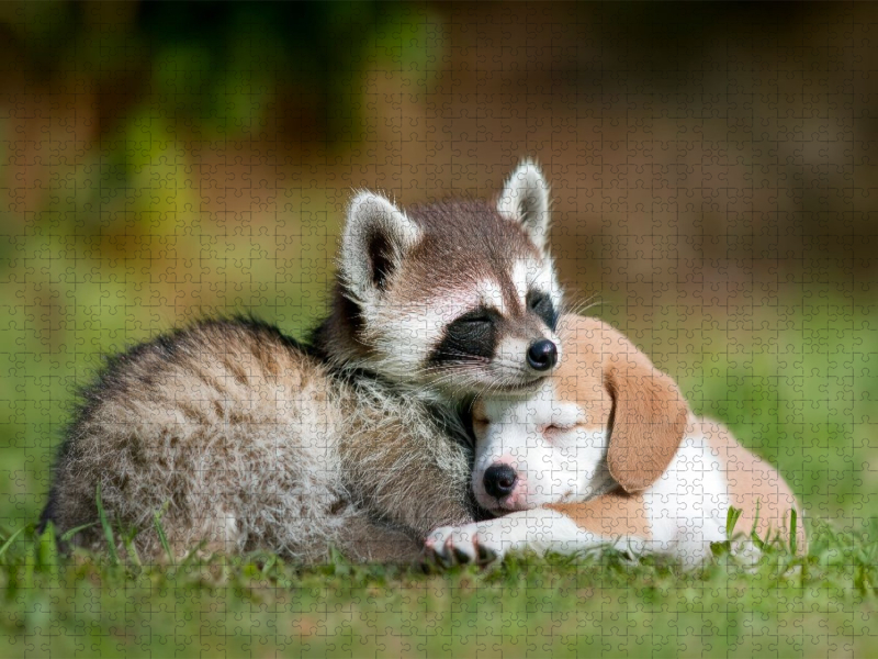 Waschbär und Welpe - Freundschaft kennt keine Grenzen