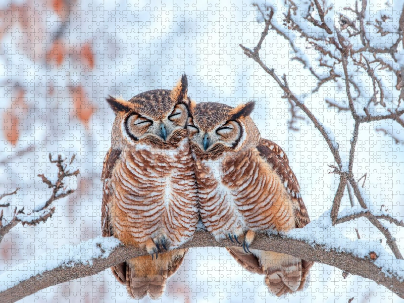 Eulenpaar im Schneewald