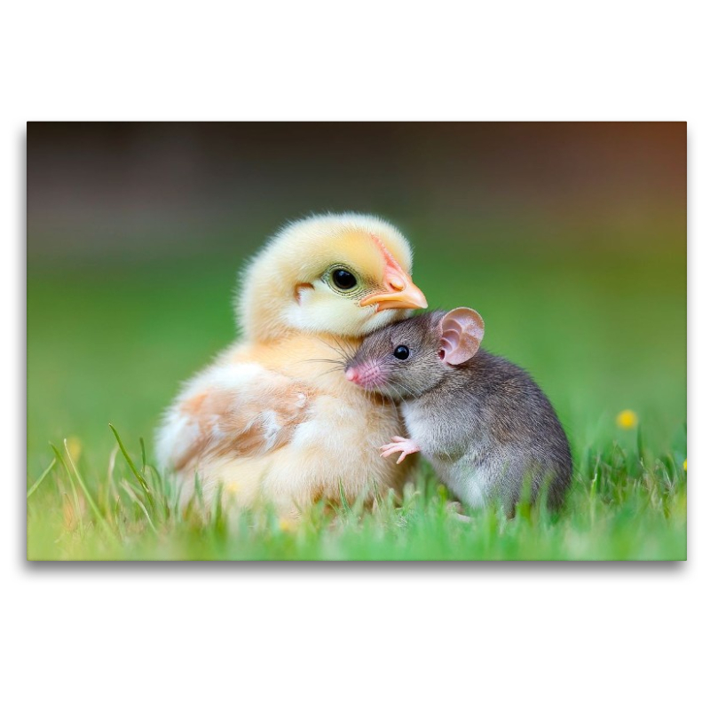 Küken und Maus - Ungewöhnliche Freundschaft