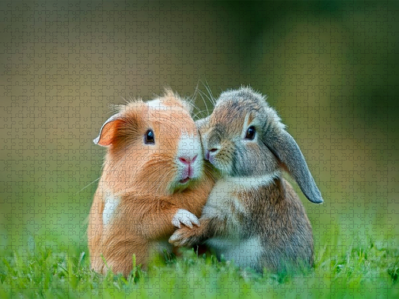 Meerschweinchen und Kaninchen - Sanfte Seelen