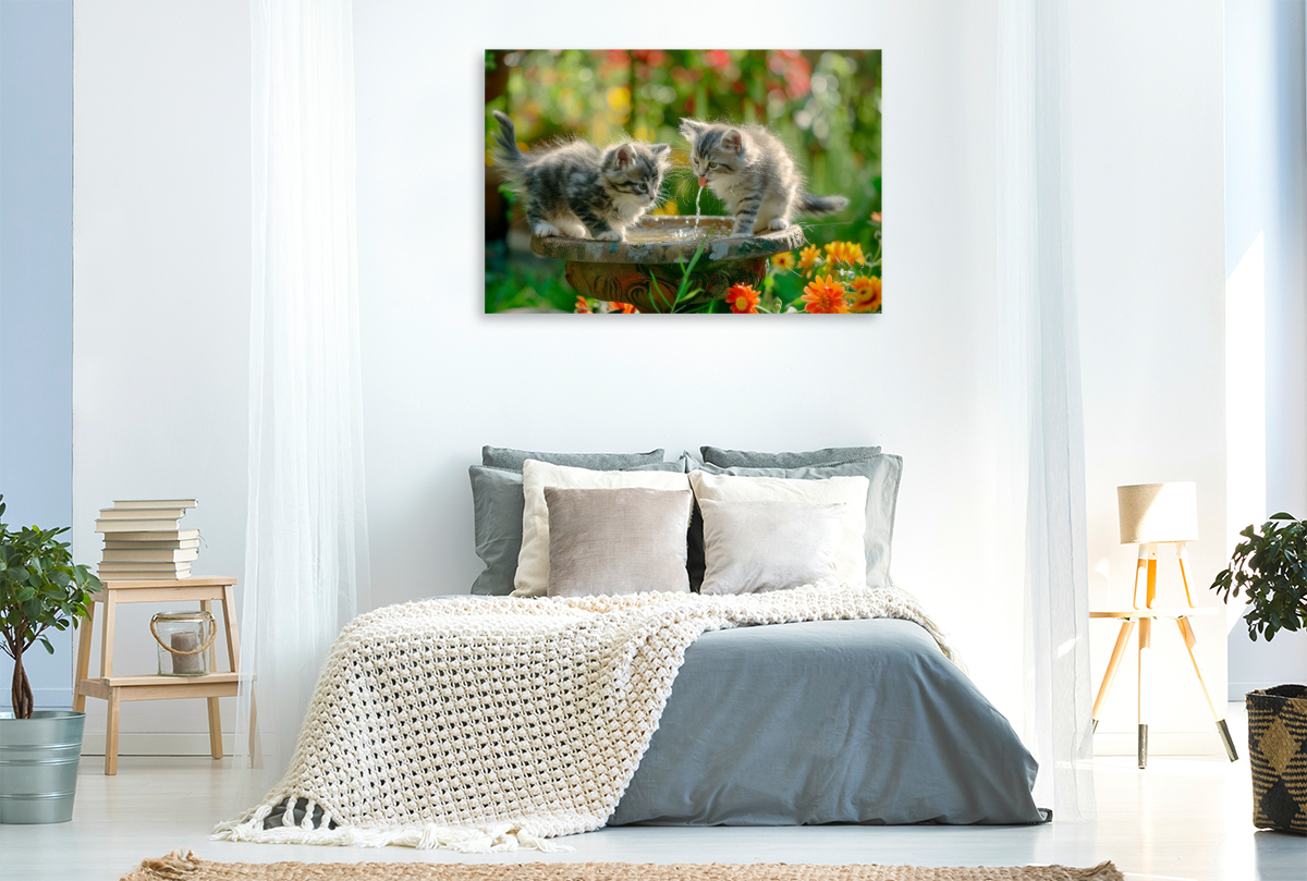 Katzenbabys - Kleine Entdecker am Vogelbad