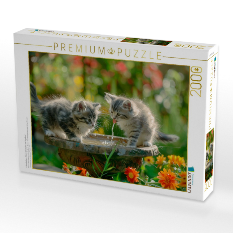 Katzenbabys - Kleine Entdecker am Vogelbad
