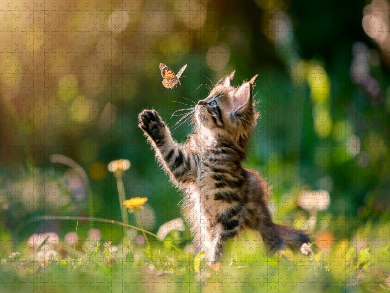 Katzenbaby - Sommermärchen auf vier Pfoten