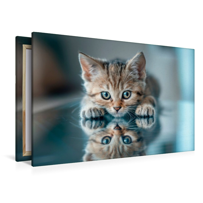 Katzenbaby - Spiegelbild des Glücks