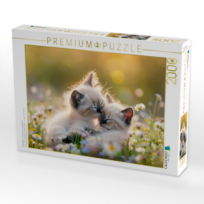 Katzenbabys - Im Zauber des Augenblicks