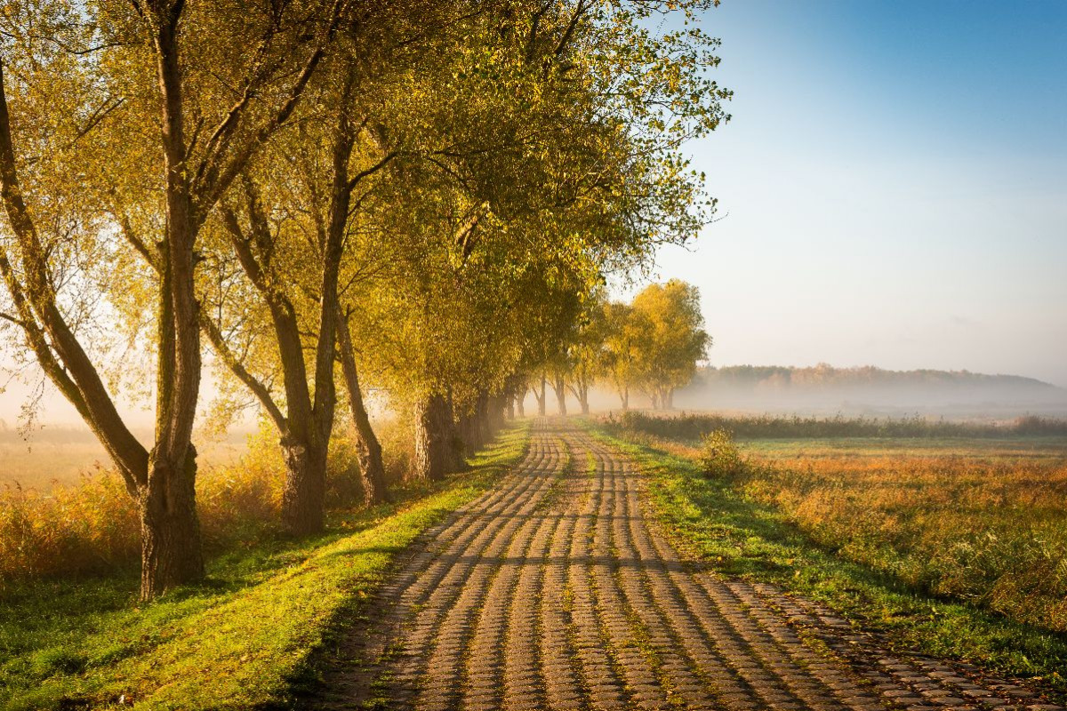 Feldweg am Herbstmorgen