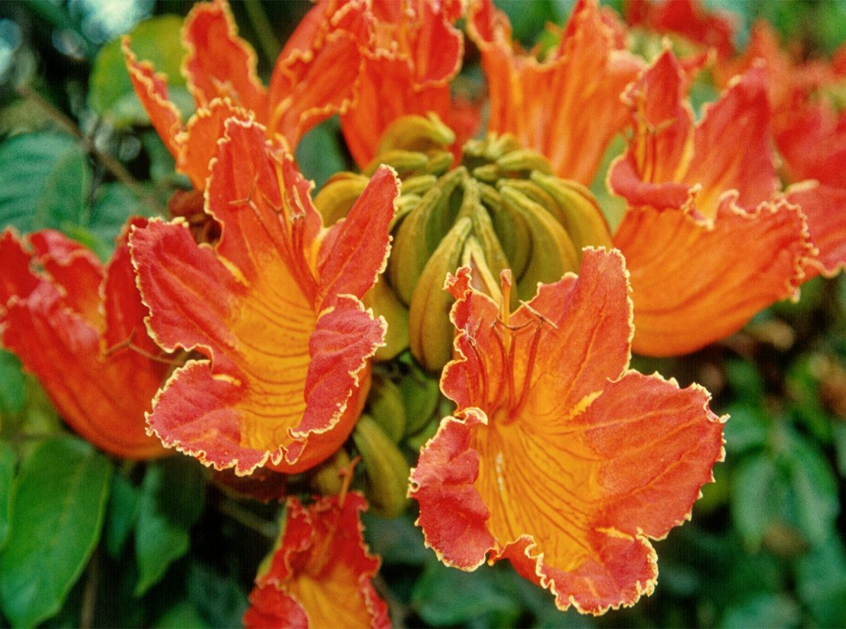 Afrik. Tulpenbaum
