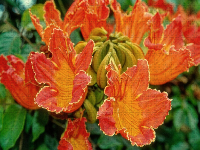 Afrik. Tulpenbaum