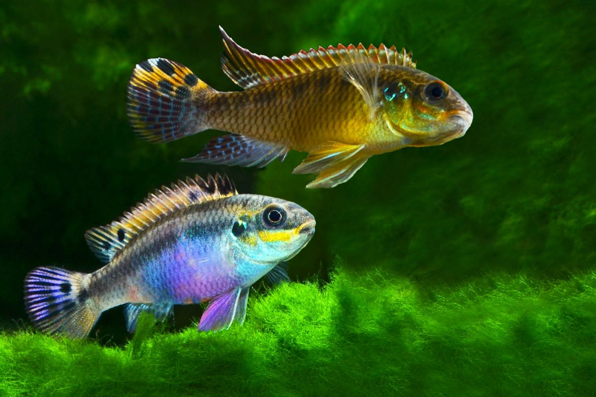 Pelvicachromis kribensis – Moliwe-Prachtbarsch