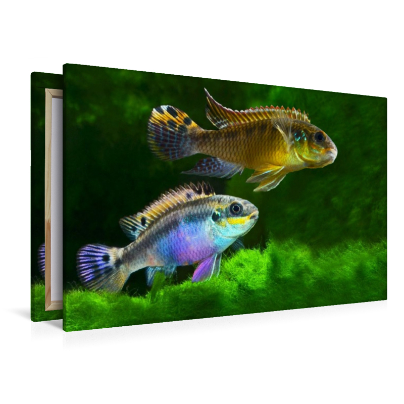 Pelvicachromis kribensis – Moliwe-Prachtbarsch