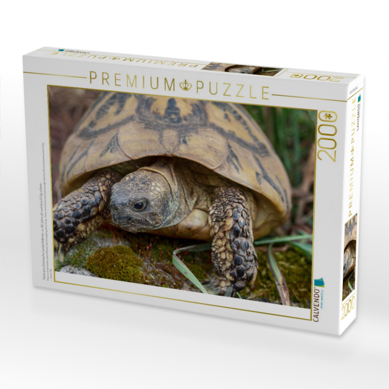 Paula eine Griechische Landschildkröte, ca. 60 Jahre alt und etwa 2,5 kg schwer.