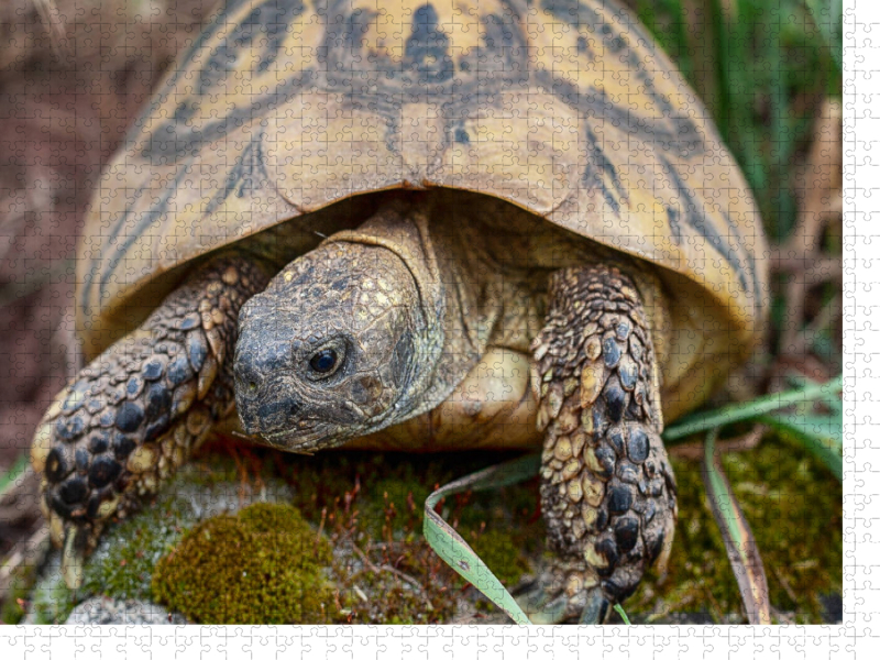 Paula eine Griechische Landschildkröte, ca. 60 Jahre alt und etwa 2,5 kg schwer.