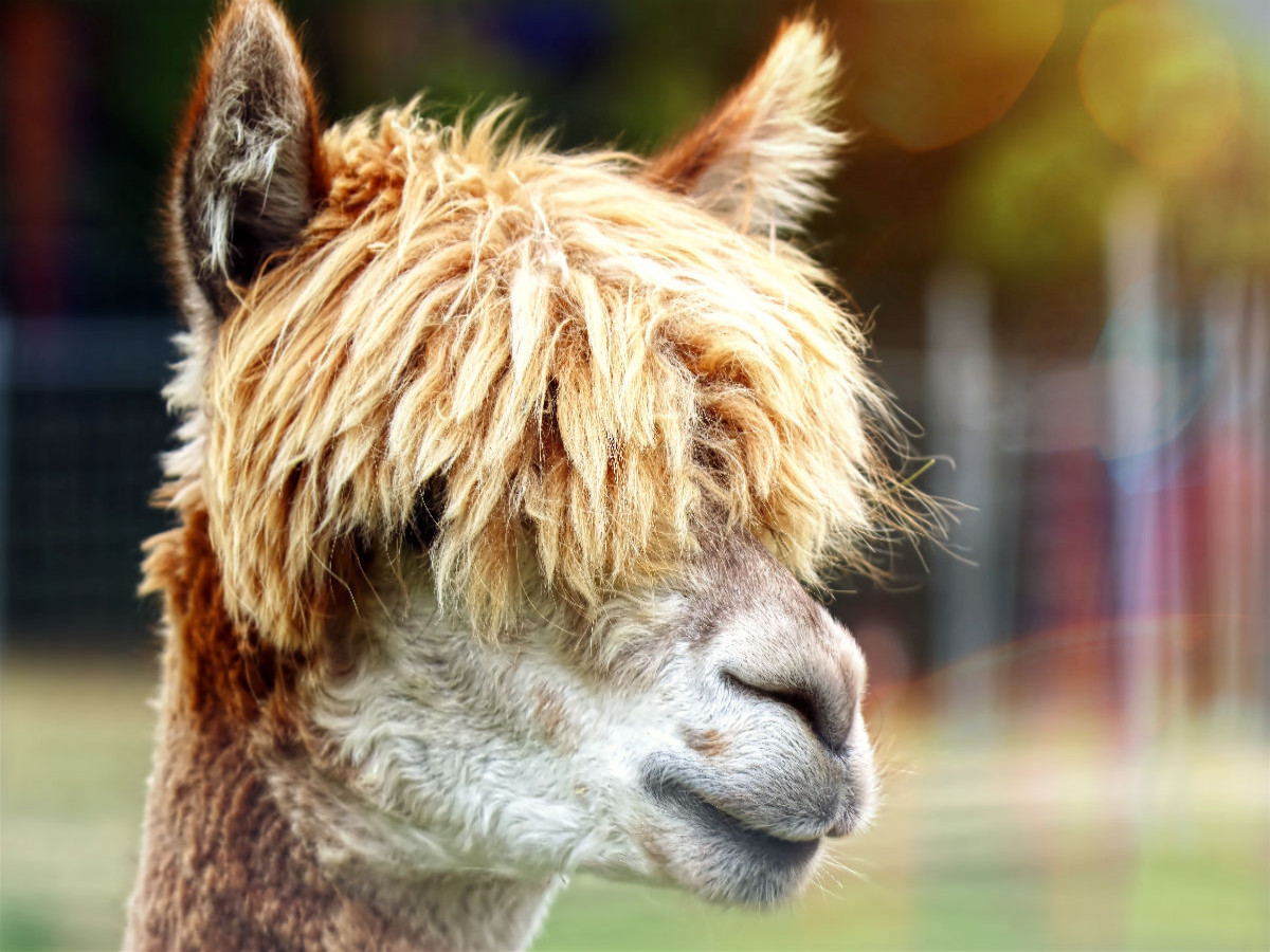 Friseur? Was ist das?