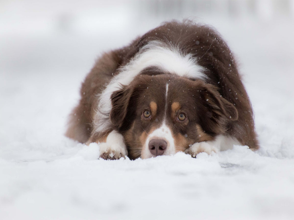 Australian Shepherd im Schnee