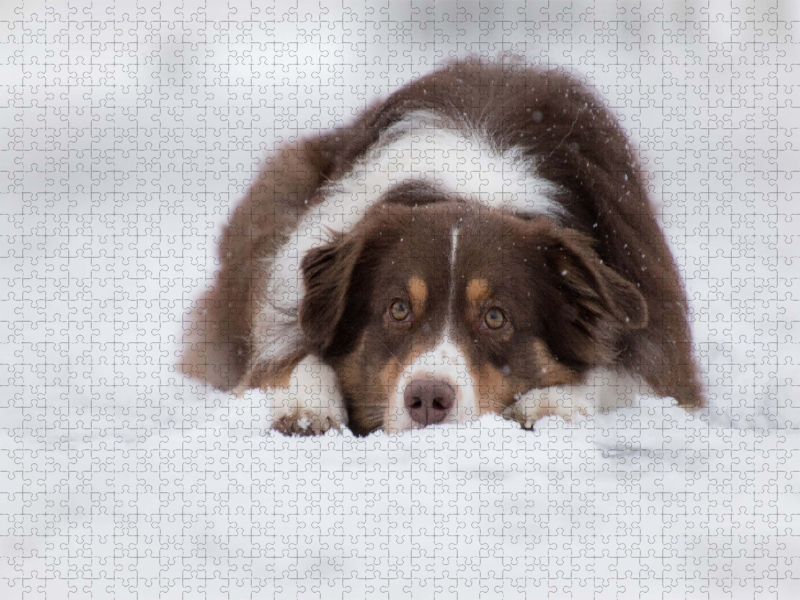 Australian Shepherd im Schnee