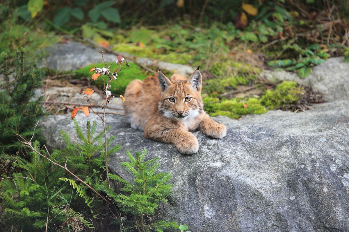 Ein Motiv aus dem Kalender Der Luchs, zurück in den heimischen Wäldern