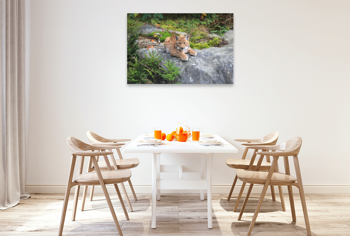 Ein Motiv aus dem Kalender Der Luchs, zurück in den heimischen Wäldern