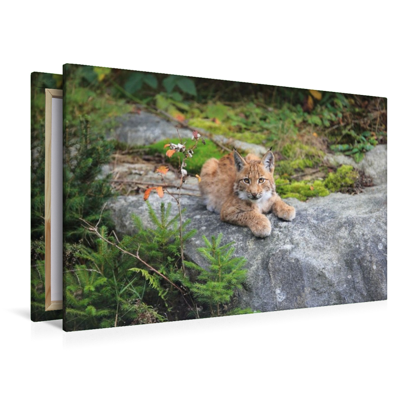 Ein Motiv aus dem Kalender Der Luchs, zurück in den heimischen Wäldern
