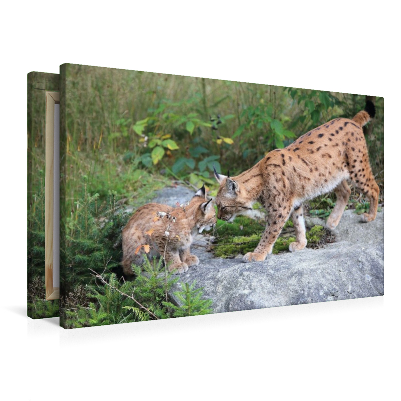 Ein Motiv aus dem Kalender Der Luchs, zurück in den heimischen Wäldern