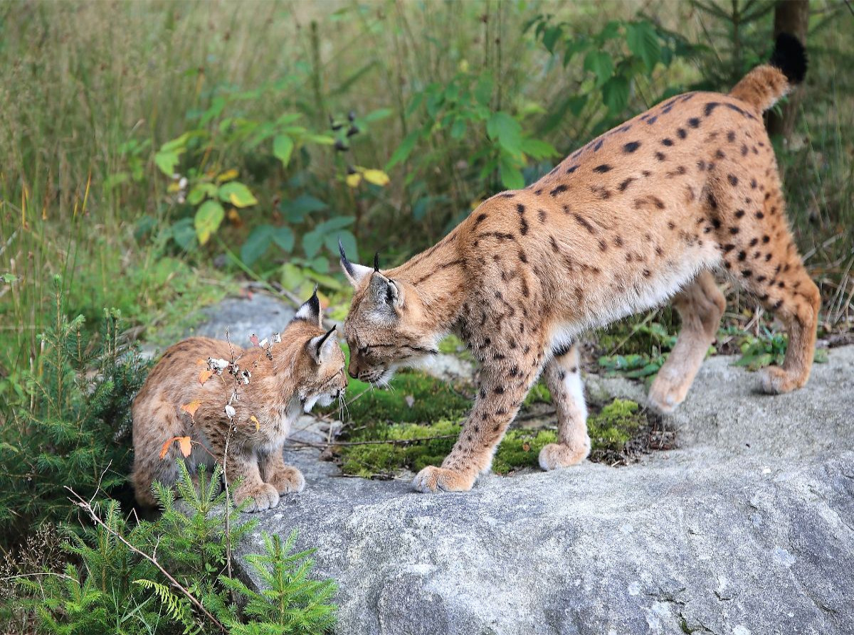 Ein Motiv aus dem Kalender Der Luchs, zurück in den heimischen Wäldern