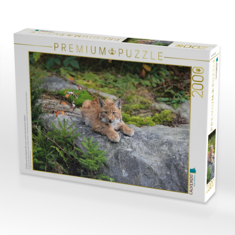Ein Motiv aus dem Kalender Der Luchs, zurück in den heimischen Wäldern