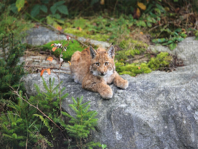 Ein Motiv aus dem Kalender Der Luchs, zurück in den heimischen Wäldern