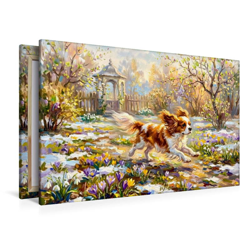 Cavalier Spaniel im Frühlingsgarten unterwegs