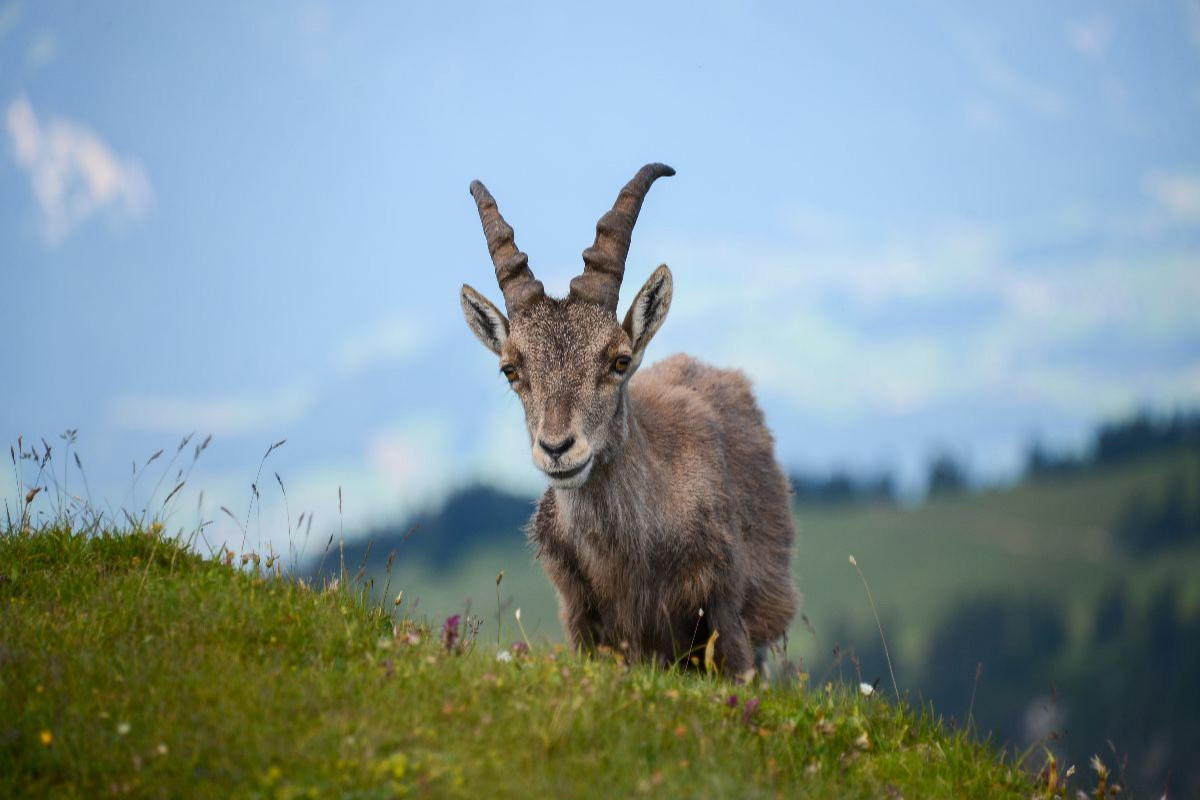 Der Alpensteinbock – die majestätische Seele der Alpen.