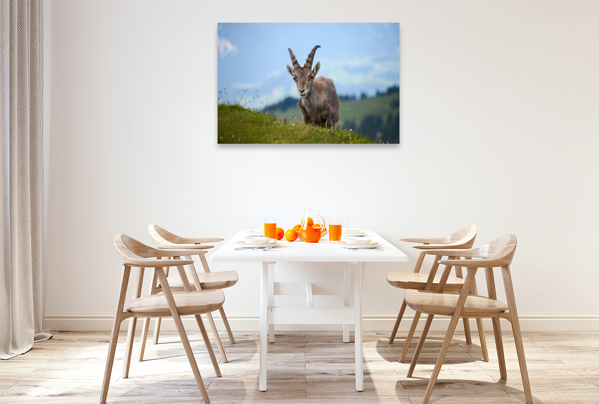 Der Alpensteinbock – die majestätische Seele der Alpen.