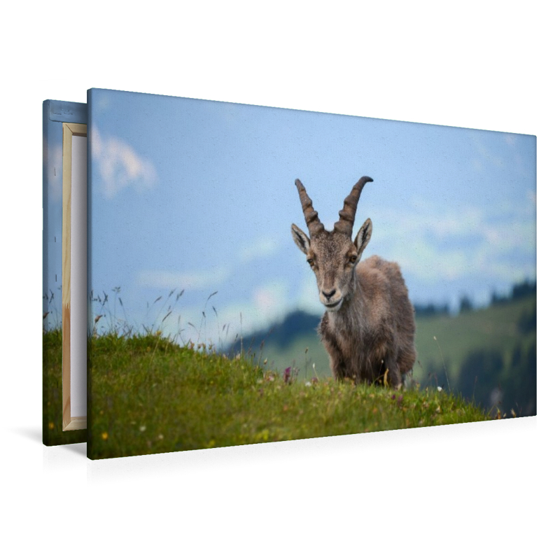 Der Alpensteinbock – die majestätische Seele der Alpen.
