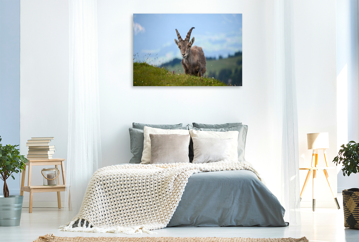 Der Alpensteinbock – die majestätische Seele der Alpen.