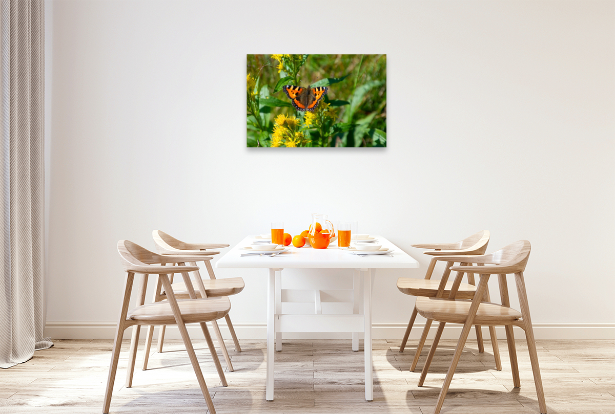 Der Kleine Fuchs – Ein Juwel unserer Natur