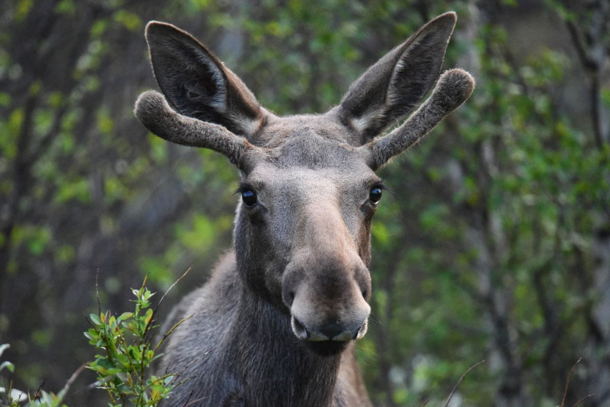 Der Elch – Majestät der nordischen Wildnis