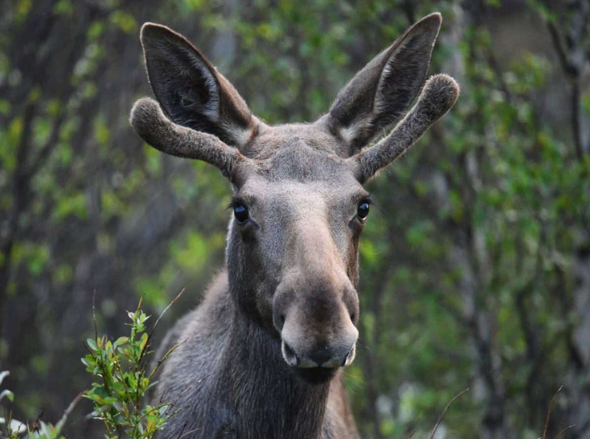 Der Elch – Majestät der nordischen Wildnis