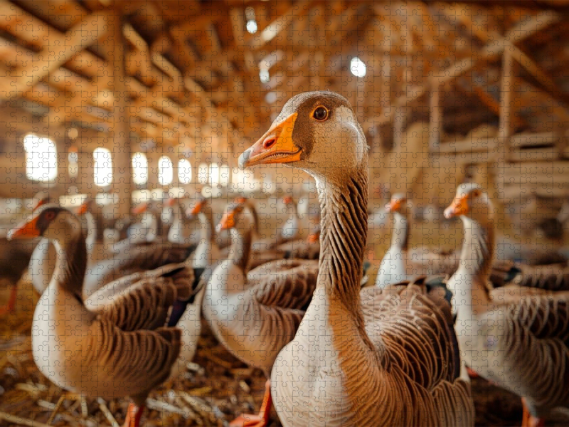 Gänse - Zuhause auf dem Hof