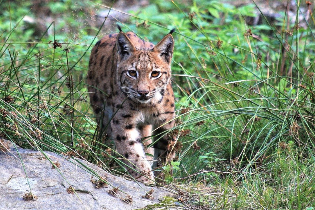 Ein Motiv aus dem Kalender Der Luchs, zurück in den heimischen Wäldern