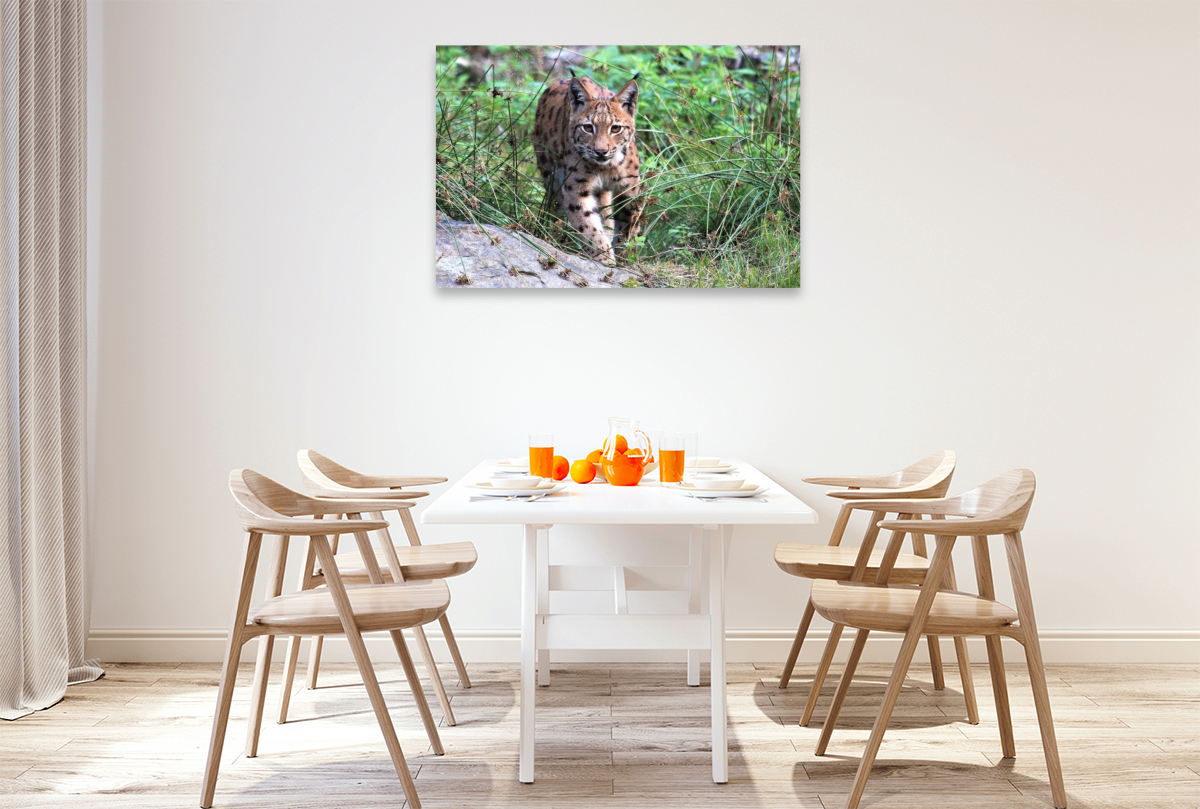 Ein Motiv aus dem Kalender Der Luchs, zurück in den heimischen Wäldern