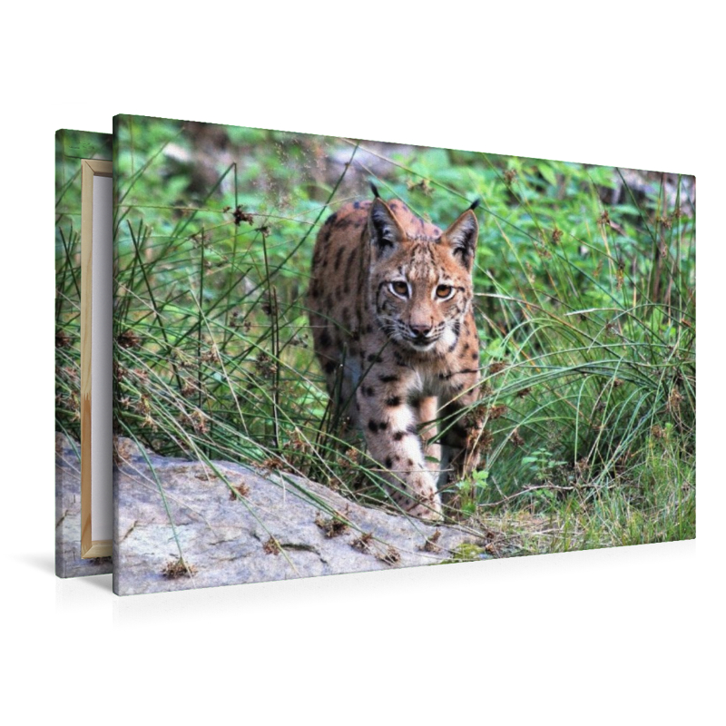 Ein Motiv aus dem Kalender Der Luchs, zurück in den heimischen Wäldern