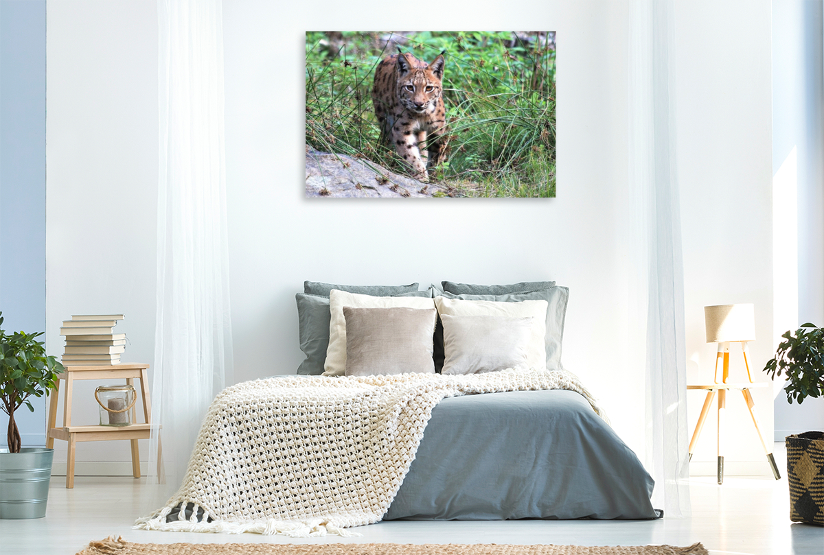 Ein Motiv aus dem Kalender Der Luchs, zurück in den heimischen Wäldern