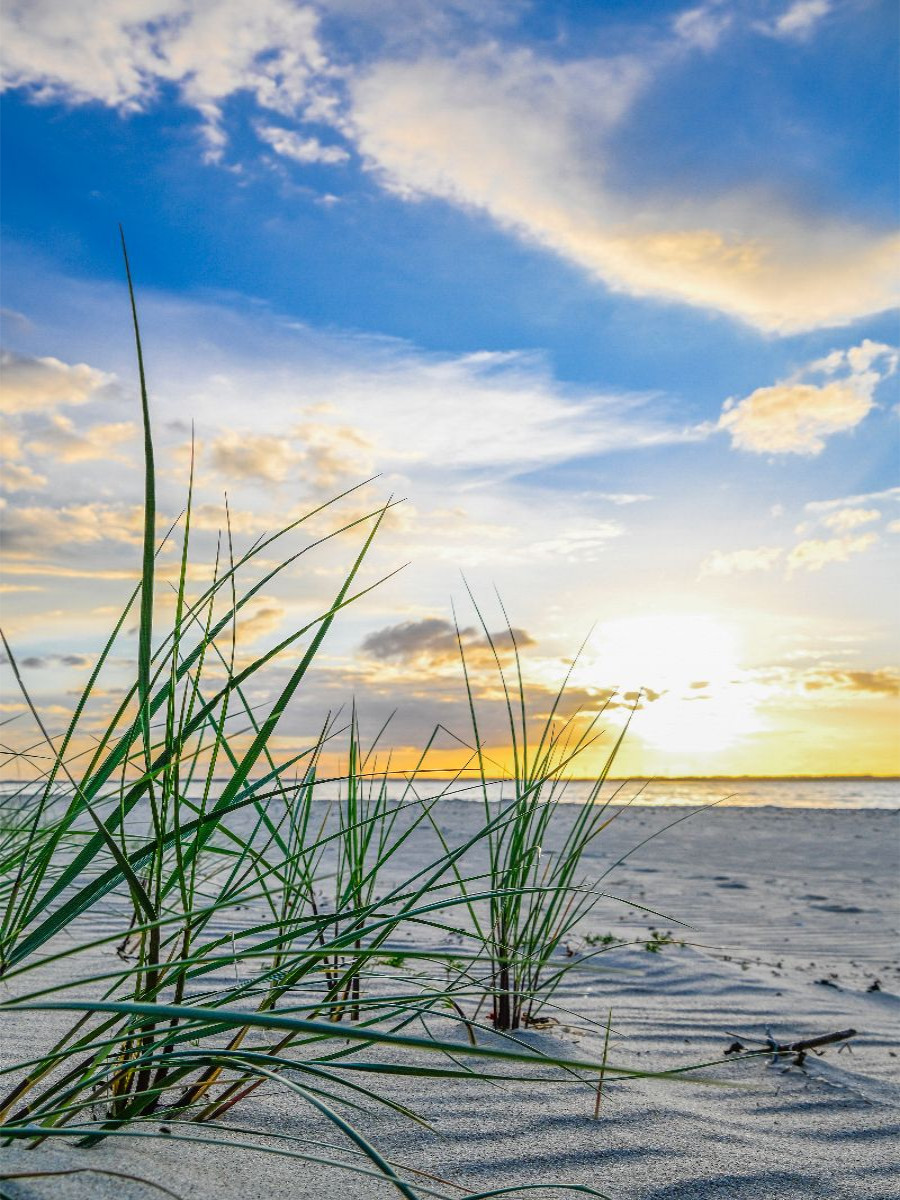 Strandhafer im Abendlicht