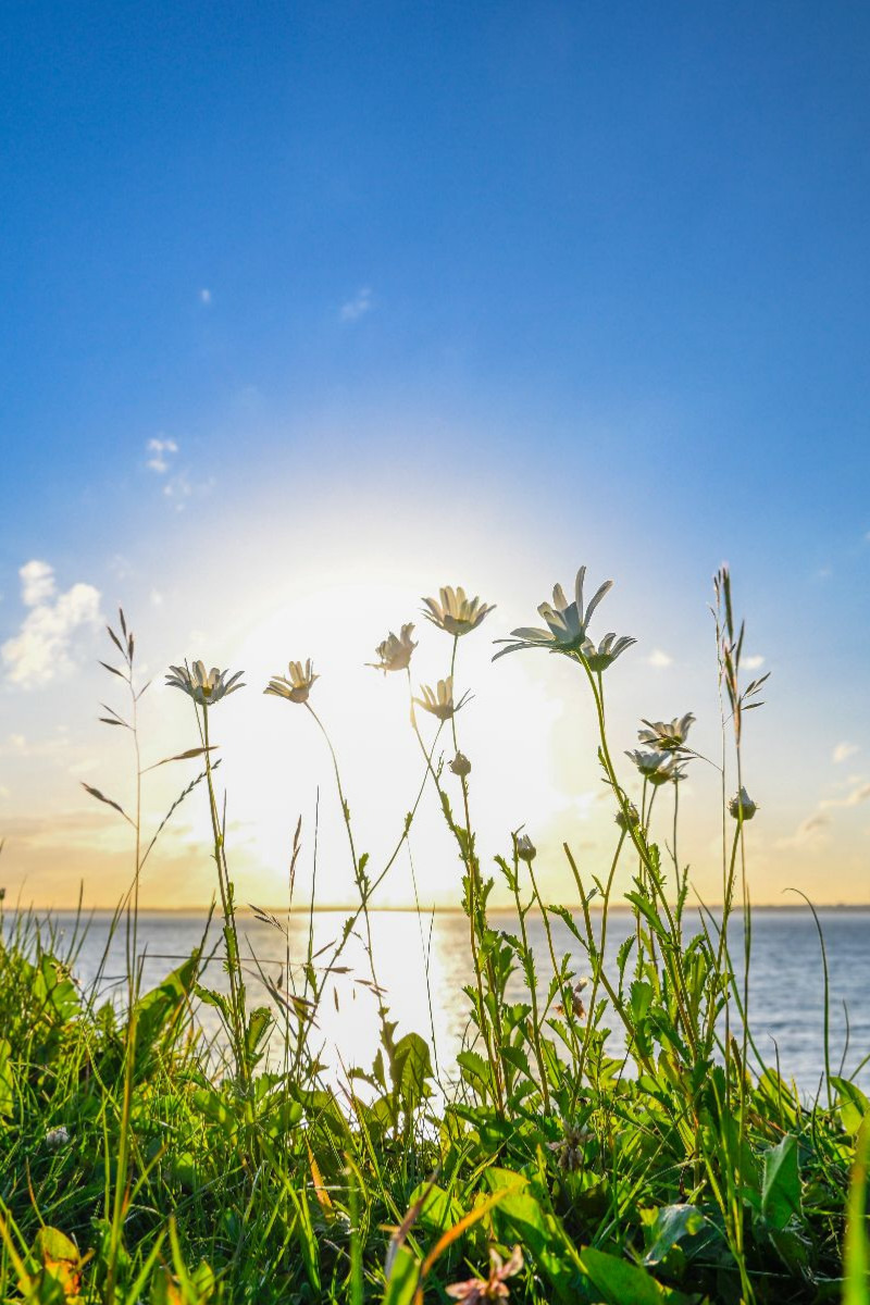 Margeriten am Meer