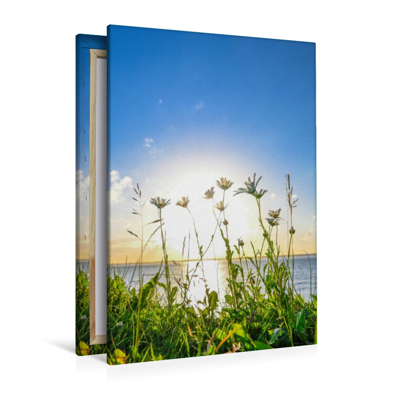 Margeriten am Meer