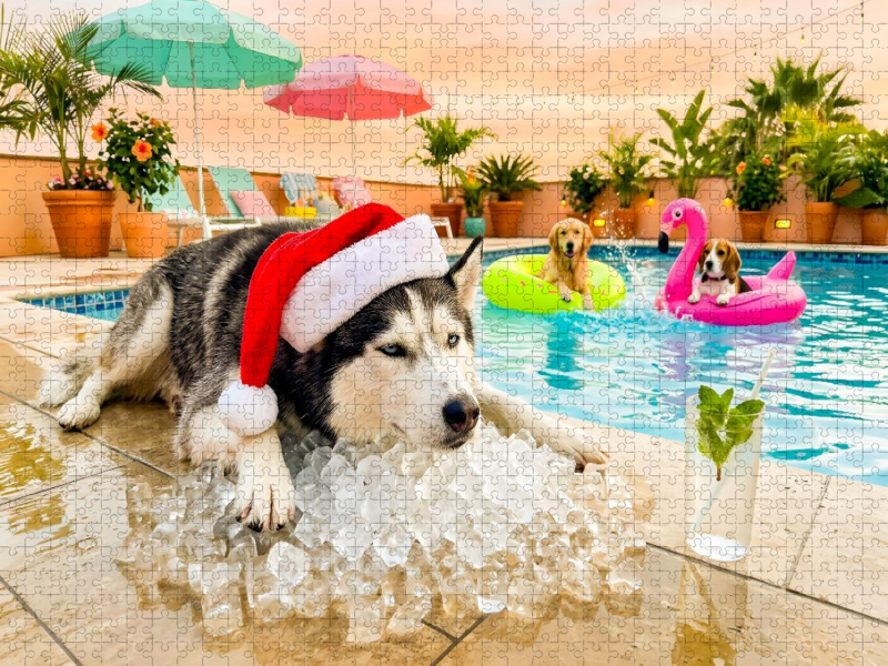 Husky on the Rocks - Weihnachtsmotiv