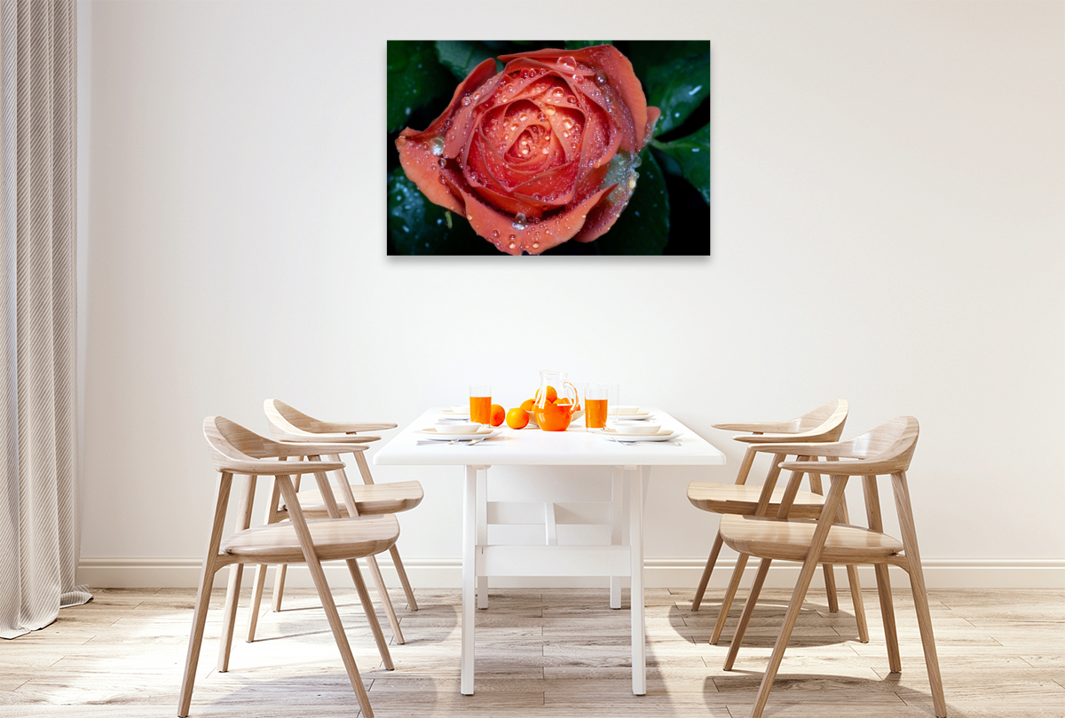 Rose mit Wassertropfen
