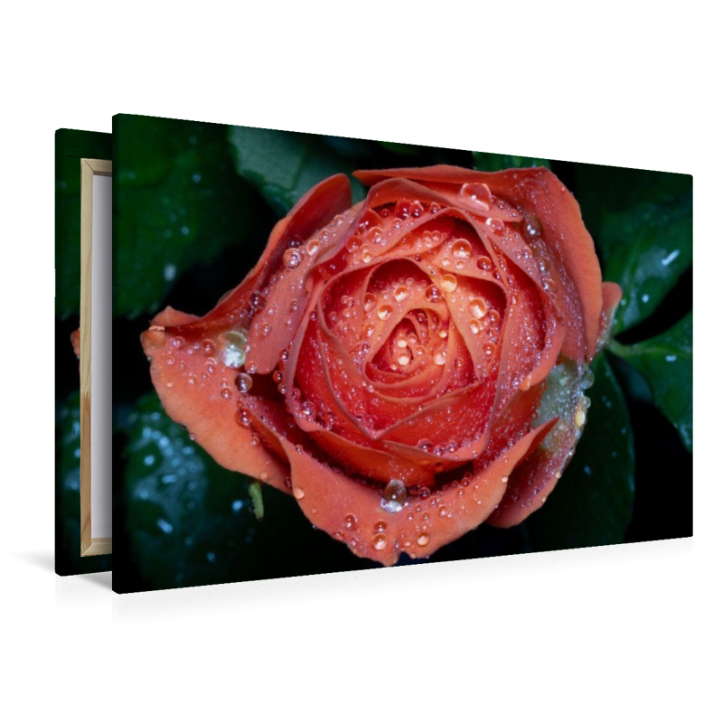 Rose mit Wassertropfen