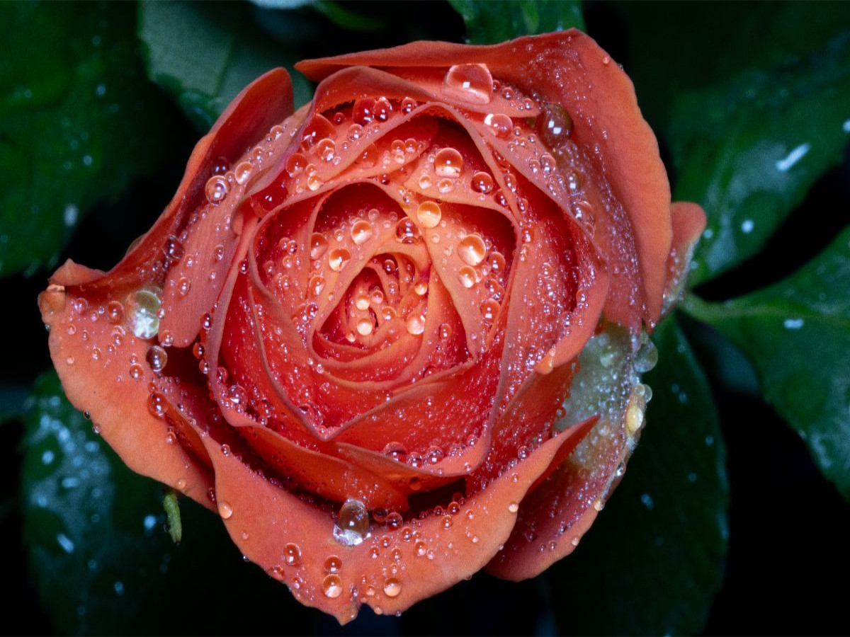 Rose mit Wassertropfen