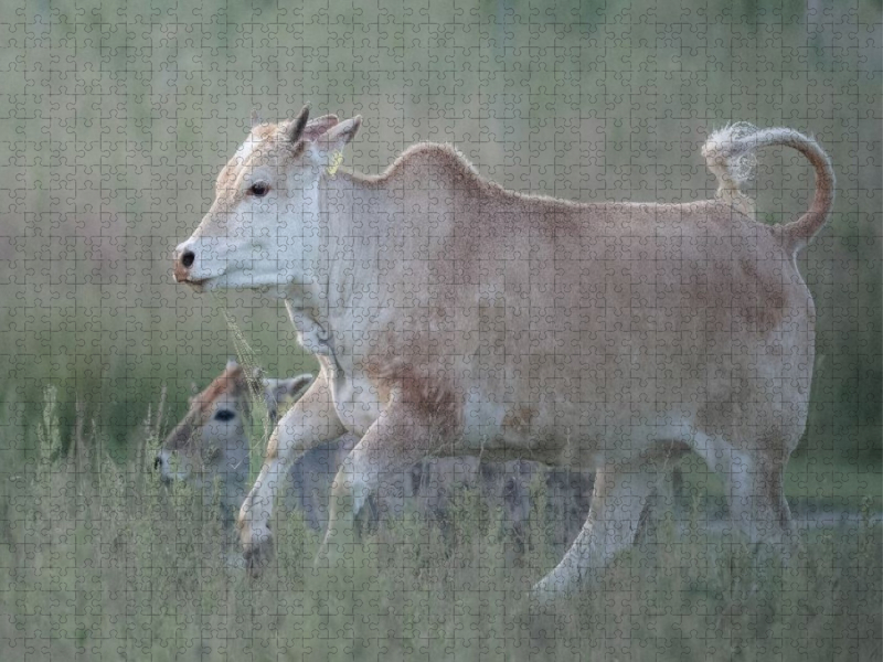 Zwergzebu in Bewegung
