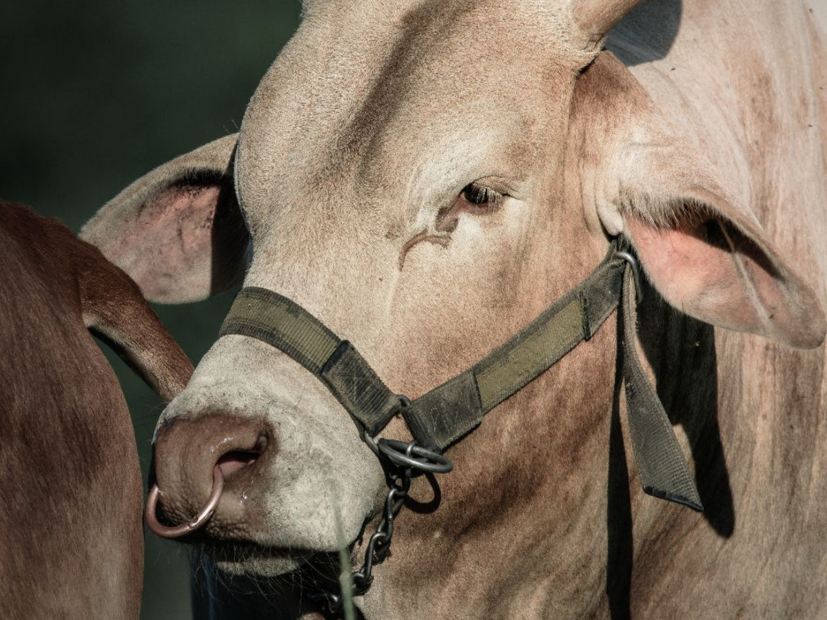 Ausdrucksstarkes Zwergzebu-Portrait